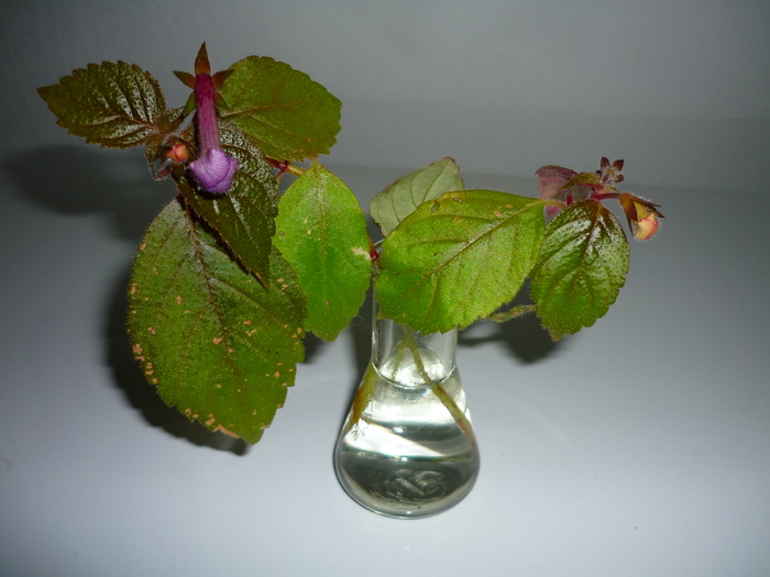 achimenes Purple King in 17 sept. 2010