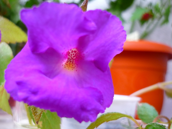 detaliu floare achimenes Purple King in 21 sept. 2010 - Purple King