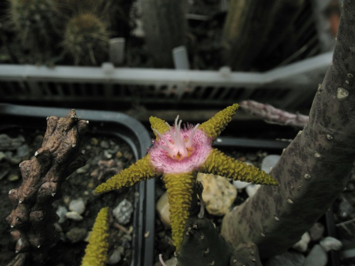 Stapelia flavopurpurea - floare - Stapelia