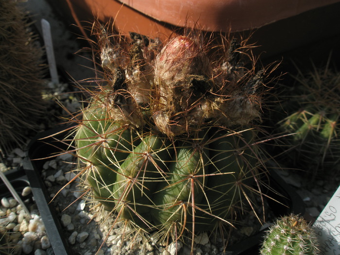 Notocactus venclusianus - 21.09