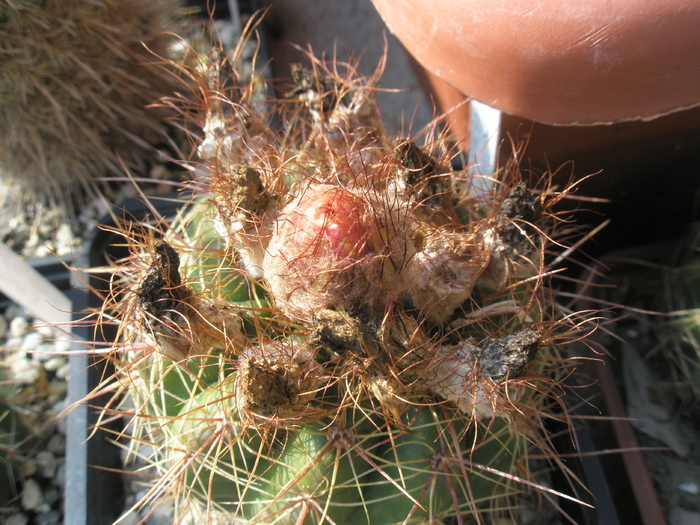 Notocactus venclusianus - boboc - Notocactus