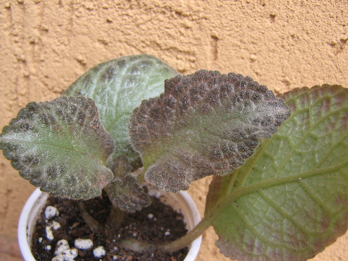 episcia Silver Sheen