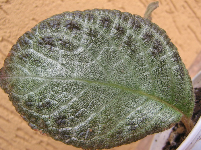 episcia Silver Sheen - ALTE GESNERIACEE