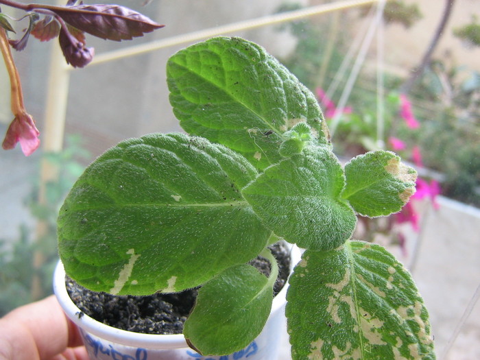 episcia Tropical Topaz - ALTE GESNERIACEE