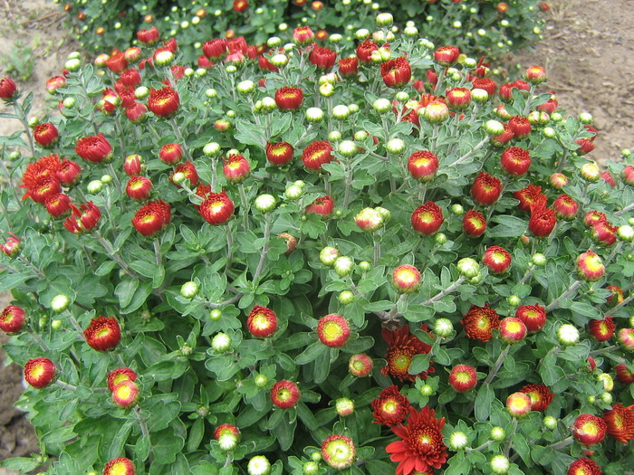 septembrie 119 - FLORI 2010