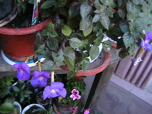 IMGA0545 - flori din 22 septembrie 2010
