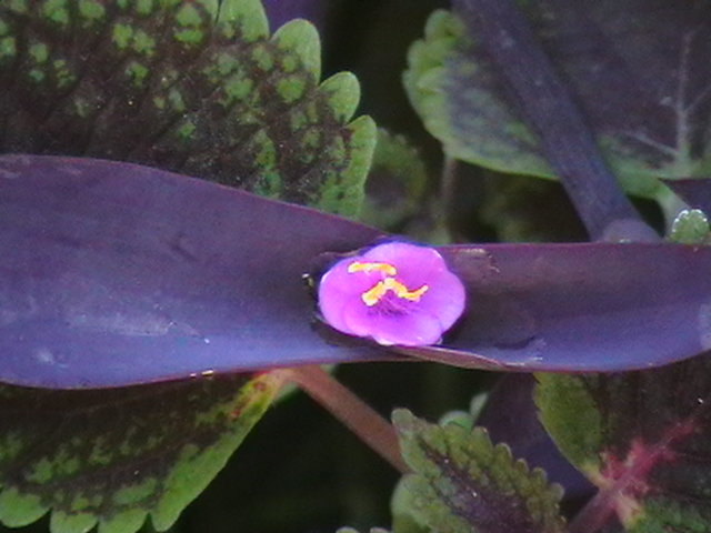 Picture 036