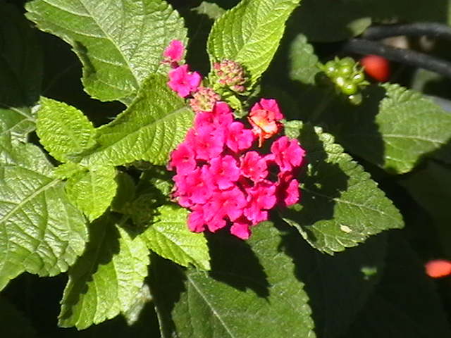 Picture 040 - flori din 22 septembrie 2010