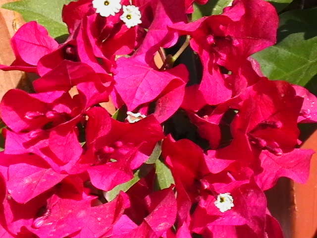 Picture 064 - flori din 22 septembrie 2010