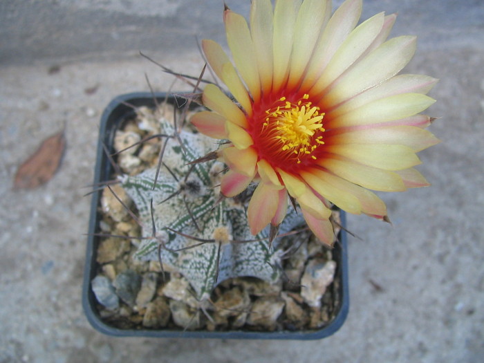 Astrophytum capricorne     (A. Dietrich 1851) N.L. Britton & Rose. 1922 - Genul Astrophytum