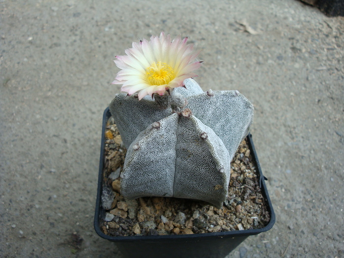 Astrophytum myriostigma    (Lemaire 1939)