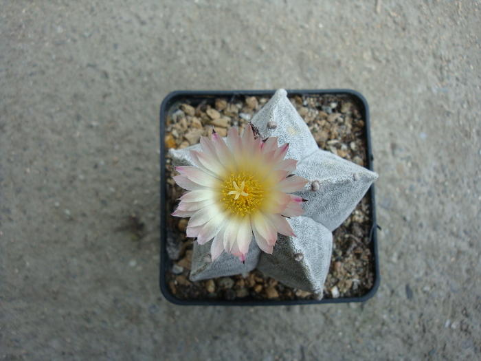 Astrophytum myriostigma   (Lemaire 1939)