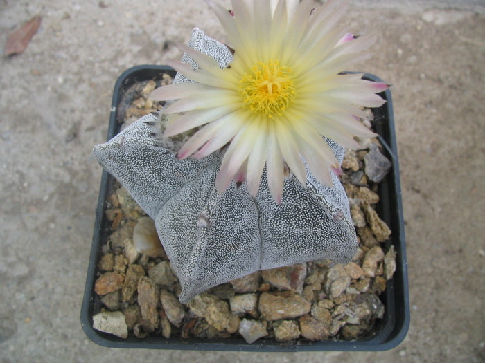 Astrophytum myriostigma  (Lemaire 1939) - Genul Astrophytum