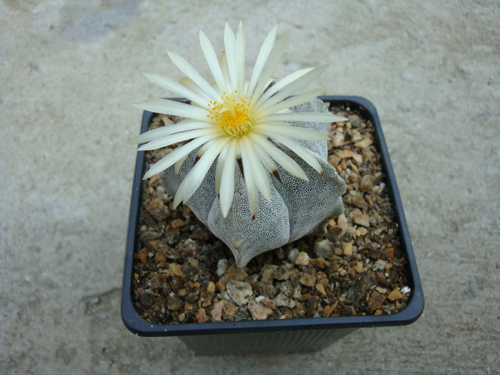 Astrophytum myriostigma (Lemaire 1939) - Genul Astrophytum