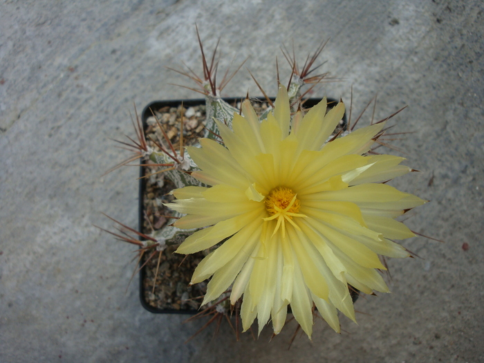 Astrophytum ornatum (De Candolle) Weber ex Britt. Rose