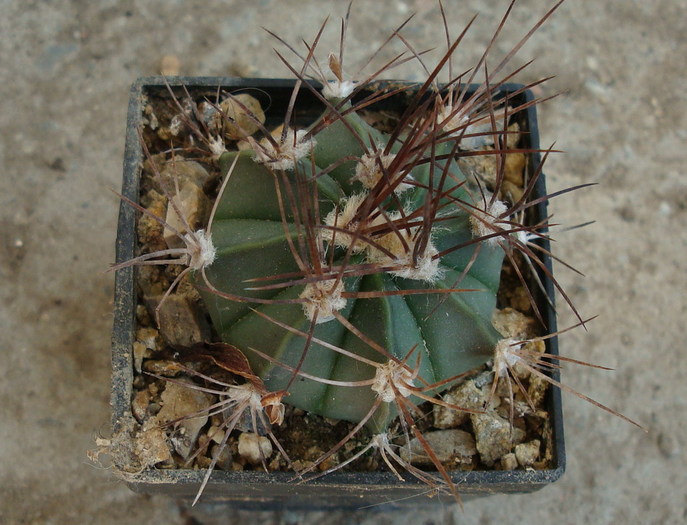 Astrophytum senile viesca x asteria    (Cultivar) - Genul Astrophytum