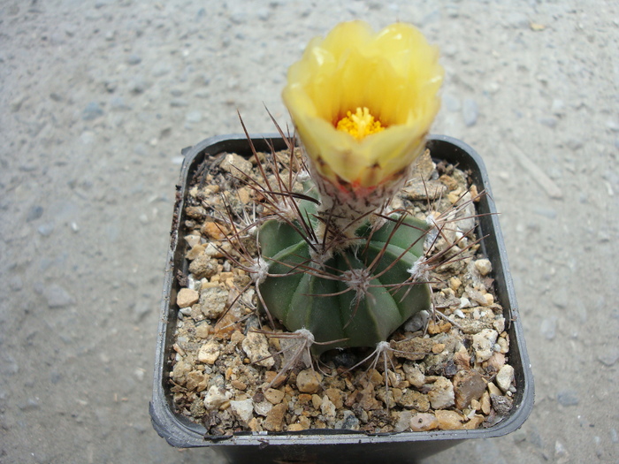 Astrophytum senile viesca x asteria   (Cultivar)