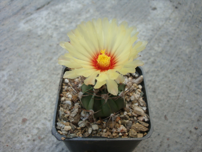 Astrophytum senile viesca x asteria (Cultivar)