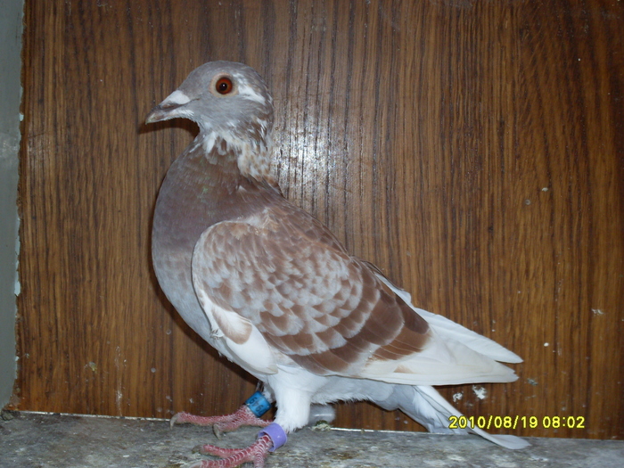 femela 2010 - porumbei 2010
