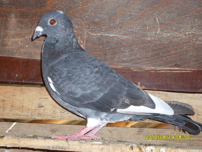 mascul 2010 - porumbei 2010