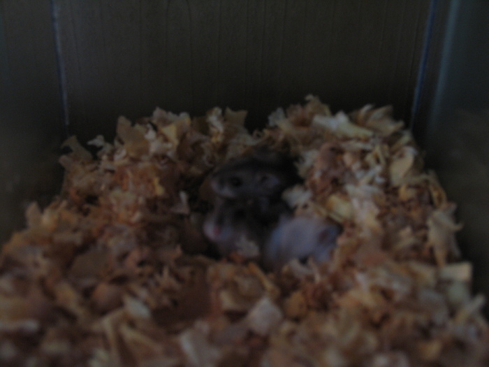 Hamsteri pitici - dzsugar - Hamsteri