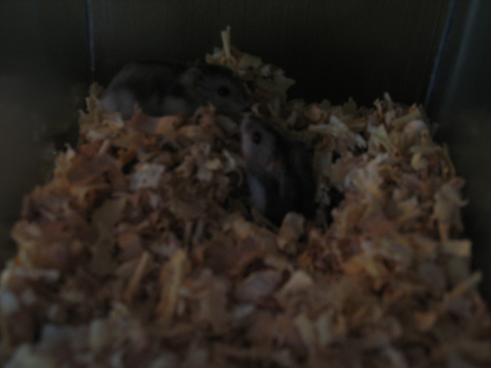 Hamsteri pitici - dzsugar