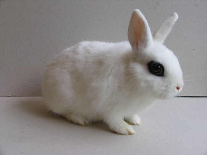 Femela - Iepuri Pitici - Hotot