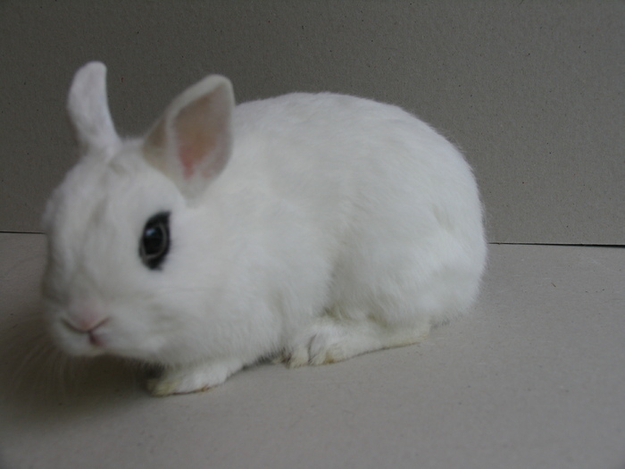 Mascul - Iepuri Pitici - Hotot