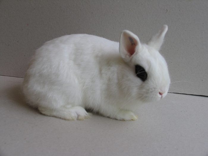 Mascul - Iepuri Pitici - Hotot