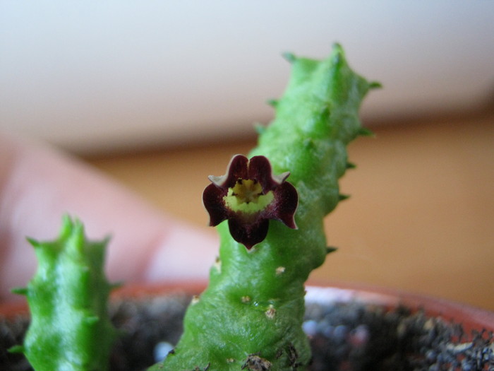 Bainesia lophophora (17)