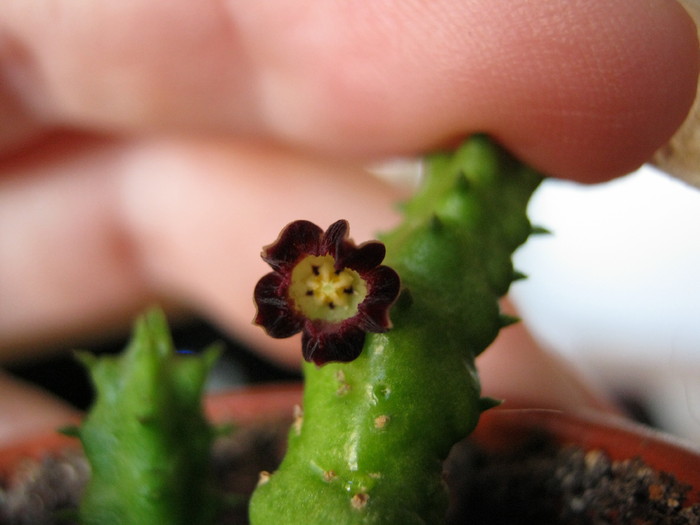 Bainesia lophophora (7)
