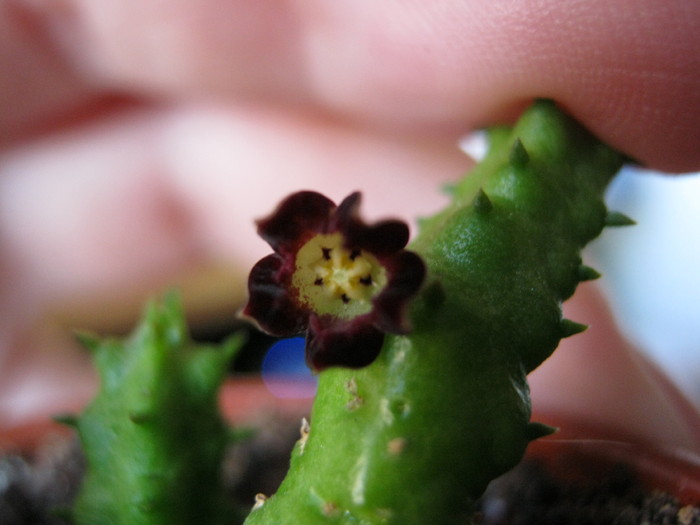 Bainesia lophophora (9)