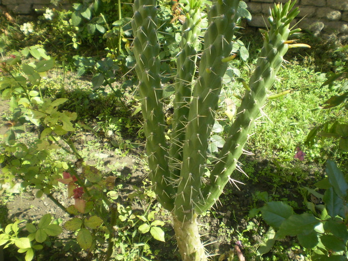 cactus - flori  septembrie 2010