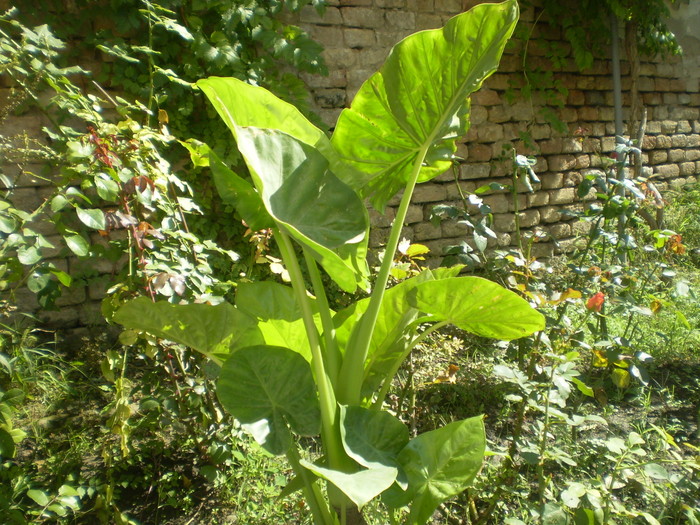 colocaia; colocasia
