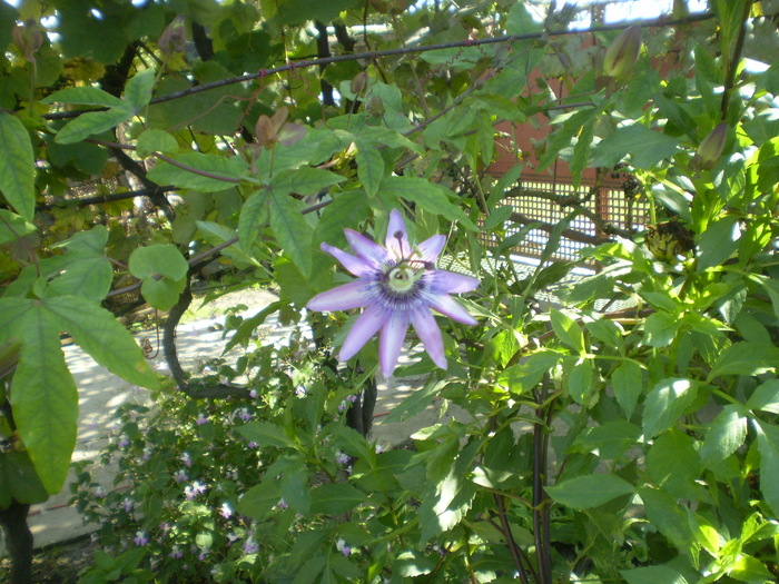 passiflora - flori  septembrie 2010