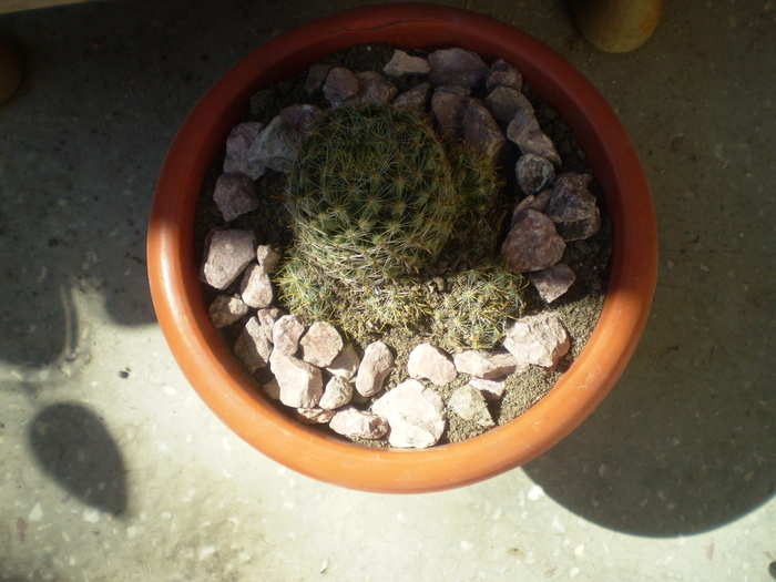 Picture 075; cactus
