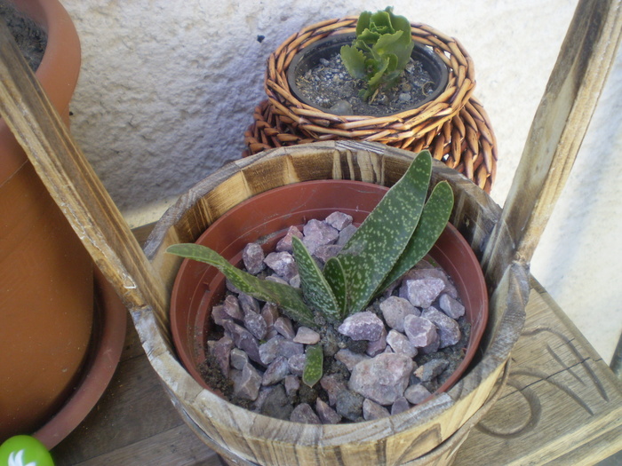 Picture 077; gasteria si kalanchoe
