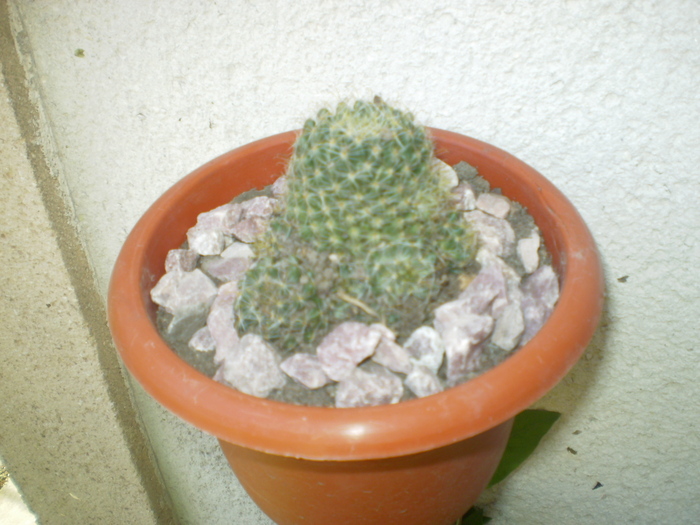 Picture 079; cactus
