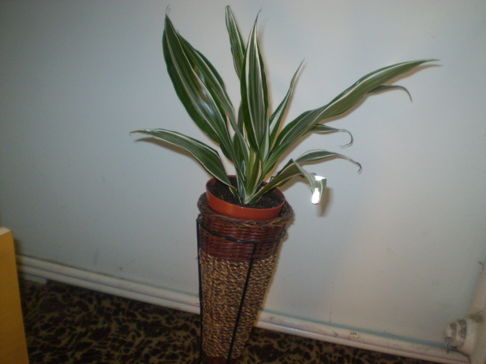 Picture 089; dracena
