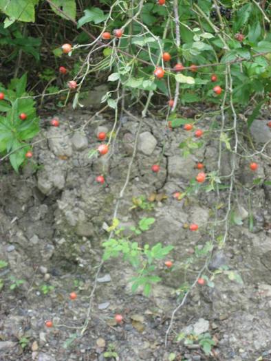 IMG_7834 - 08 - In Vrancea toamna partea a IV-a