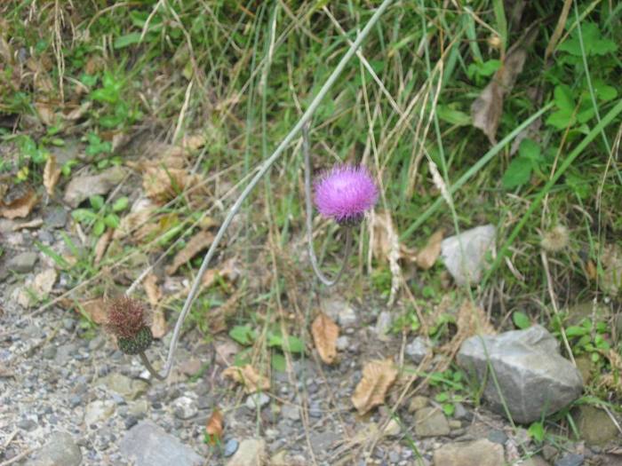 IMG_7835 - 08 - In Vrancea toamna partea a IV-a