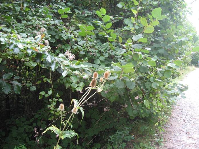 IMG_7836 - 08 - In Vrancea toamna partea a IV-a