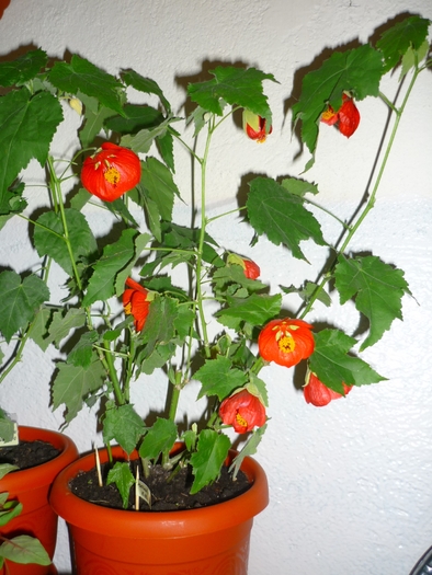 abutilon rosu in 22 septembrie 2010