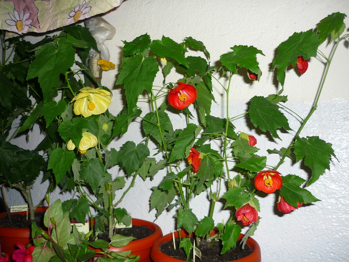 abutilon galben si rosu in 22 septembrie 2010