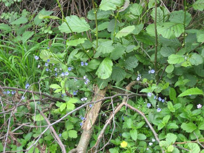 IMG_4391 - 01 - In Vrancea primavara partea a II-a