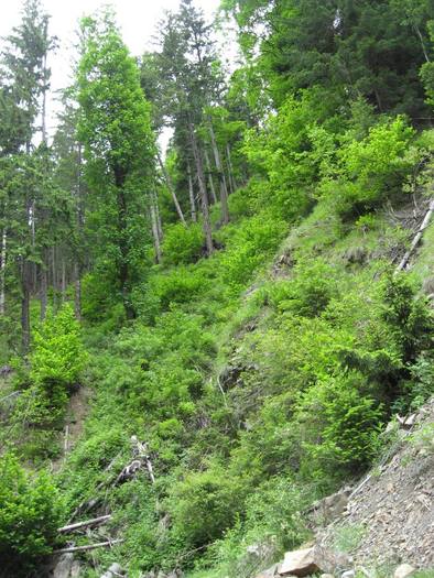 IMG_4409 - 01 - In Vrancea primavara partea a II-a