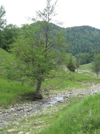 IMG_4434 - 01 - In Vrancea primavara partea a II-a