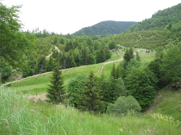 IMG_4441 - 01 - In Vrancea primavara partea a II-a