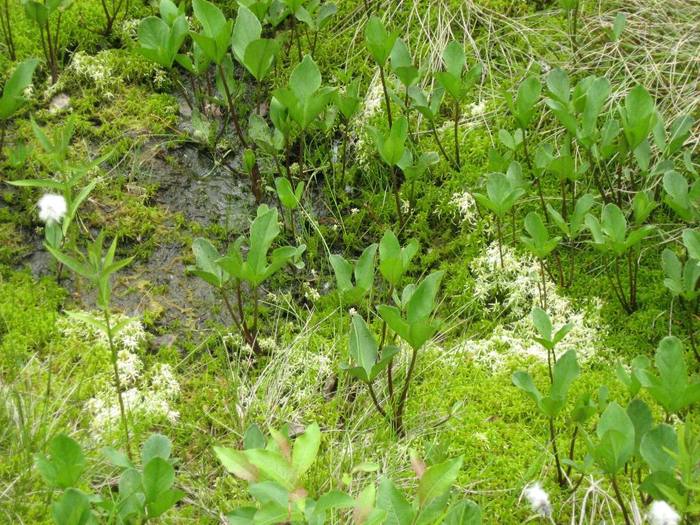 IMG_4485 - 01 - In Vrancea primavara partea a II-a