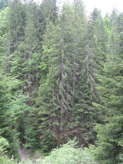 IMG_4559 - 01 - In Vrancea primavara partea a II-a